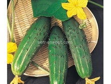 ������ ������ F1 10��,(��) 11,00 ���.