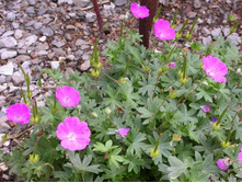 ���� ���� (�������-�������)*