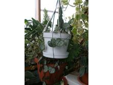 ��������� ����