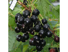 ��������� ������ ������ �����.jpg