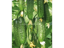 ������ ���ң��� F1 ������������� 10��,(��) 13,00 ���. [���.10000336]