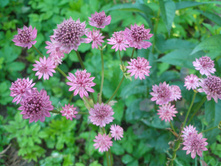 ��������� ������* (�����.)