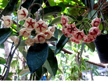 Hoya%20archboldiana[1].jpg
