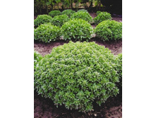 ������� ����������,(��)3,50 ���. [���.1000180]