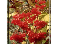 ������ ������� �������.jpg