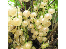 ���������  �����.jpg