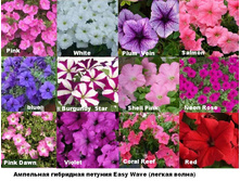 ������� �������.F1 ��� ���� � ���.  (�����) 54,51 ���.