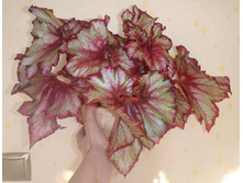 Raspberry Swirls1.jpg