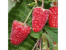 ������ �������� ����.jpg