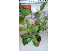 Hoya Finlaysonii long