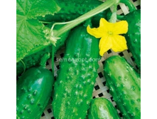 ������ ������ F1 �������������� 10��,(��) 10,00 ���. [���.10000468]