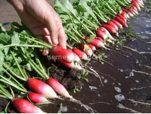 ����� ���������� �������,(��) 7,50 ���. [���.12000123]