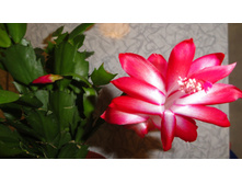 ����������� ���������  .....������ �������� �� ��� ����� !!!