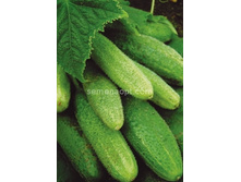 ������ ���������� F1 ������������������ 8��,(��) 7,00 ���. [���.10000323]