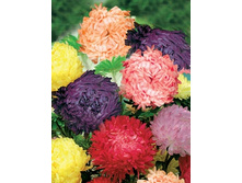 ����� ����������� ����� ������ ��������,(��)7,00 ���. [���.3001151]