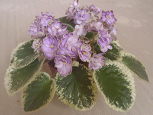 Buckeye Sausy Irish.jpg