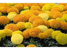 �������� ���������  ��������������� �������.,(��)16,00 ���. [���.3003554]