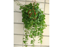 �������� ����������