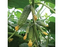 ������ ������� ������� F1 8�� ,(��) 16,00 ���. [���.10000382]