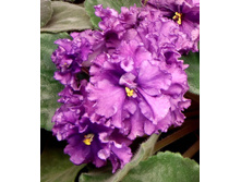 �������� ������ 1.jpg