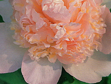 ���� ������ ����.jpg