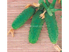 ������ ��� �������� F1 ������������������ 10��,(��)12,00 ���. [���.10000493]