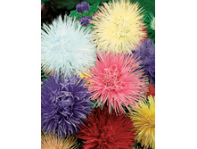 ����� ���������� �������� ����� ,(��) 7,00 ���. [���.3001194]