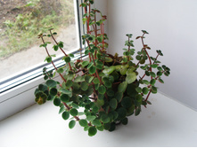 ����� �������� +/