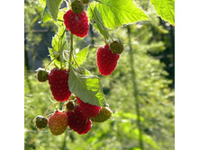 ������ ��� �����.jpg