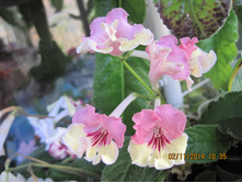 DS-���������� (DS-776)