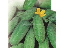 ������ ������� F1 �������������� 10�� ,(��)6,00 ���. [���.10000338]