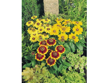 �������� ���������� �����������,(��) 6,50 ���.[���.3002048]