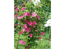 �������� ���������*