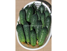 ������ ������ ����� F1 ������������������ 10��,(��)12,50 ���. [���.10000188]