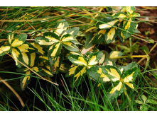 ��������� � �������*