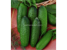 ������ ������� F1�������������� 12��,(��) 6,00 ���.