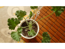 Pink Capitatum(��������)