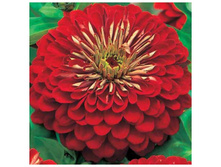 ������ ������� ����������,(��) 7,00 ���.[���.3002776]