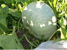 ����� ������ �������������,(��) 3,50 ���.[���.15000057]