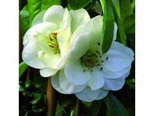 ���� �������� ��������.jpg