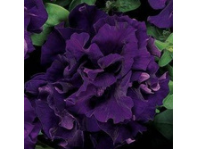 ������� �������� ���� ������ F1��� 8��,(��) 23,00 ���. [���.3004502]