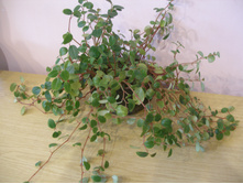 ��������� ���������+/