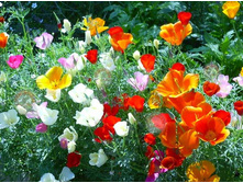 ���������  ����������,(��) 8,50 ���.[���.3001025]