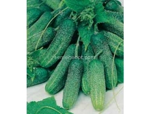 ������ ���� F1 5��,(��) 28,50 ���. [���.10000200]