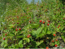 ��������� ������. 150 ���. ����� ����� ����� � ������. ����� 200 �����. ��� ����� ����� �� ��������� � �������� ���������� �����. 00017217.jpg