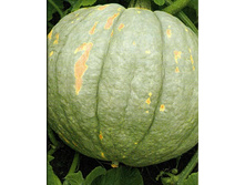 ����� ������ ������� ������������ �������������,(��) 7,00 ���. [���.15000080]