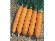 ������� ������  ,(��) 16,00 ���. [���.8000054]