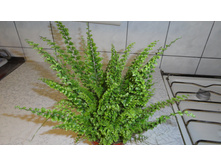 ���������� ���� �������