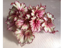 Raspberry Swirls2.jpg