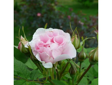 ���� ��������� �������� ������ ��������.jpg